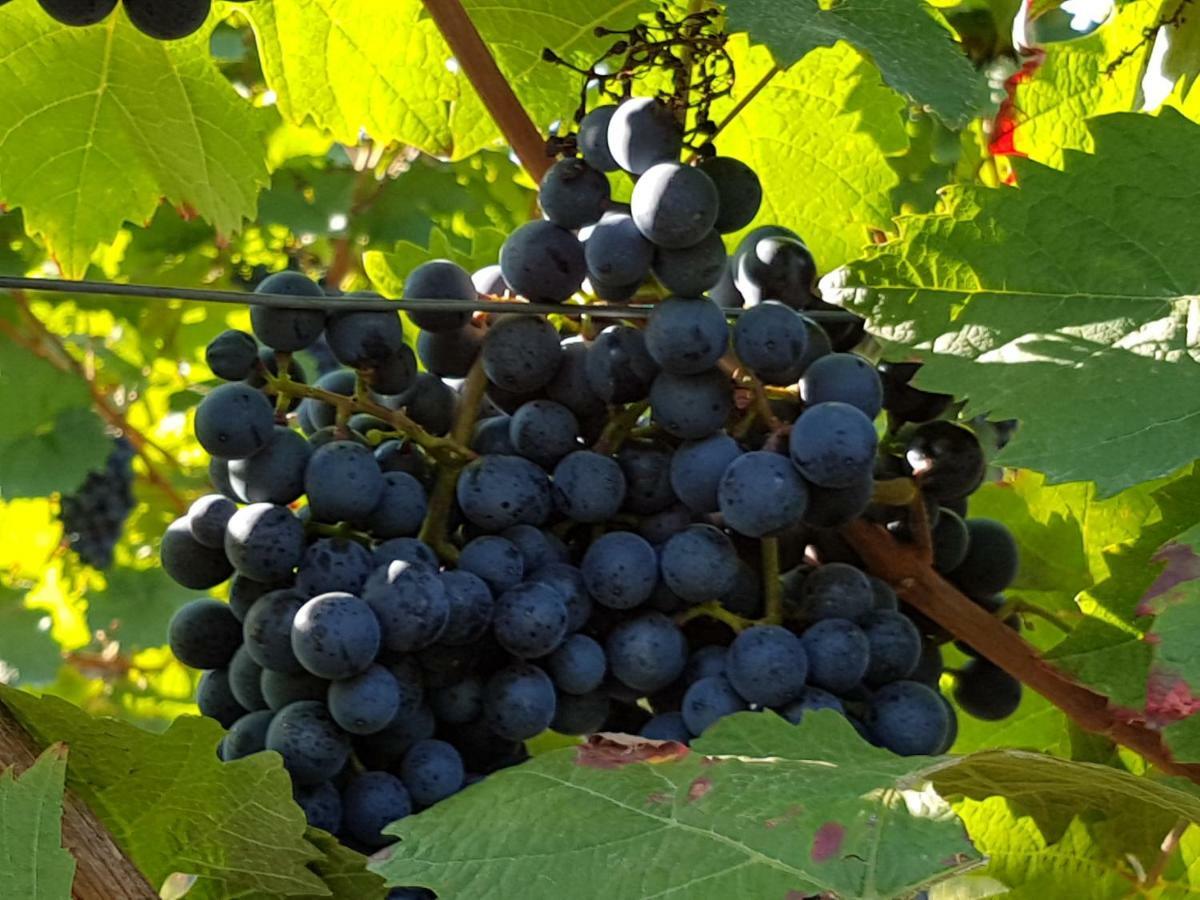 Weingut & Gaestehaus Nagel Kapellen-Drusweiler Exteriör bild